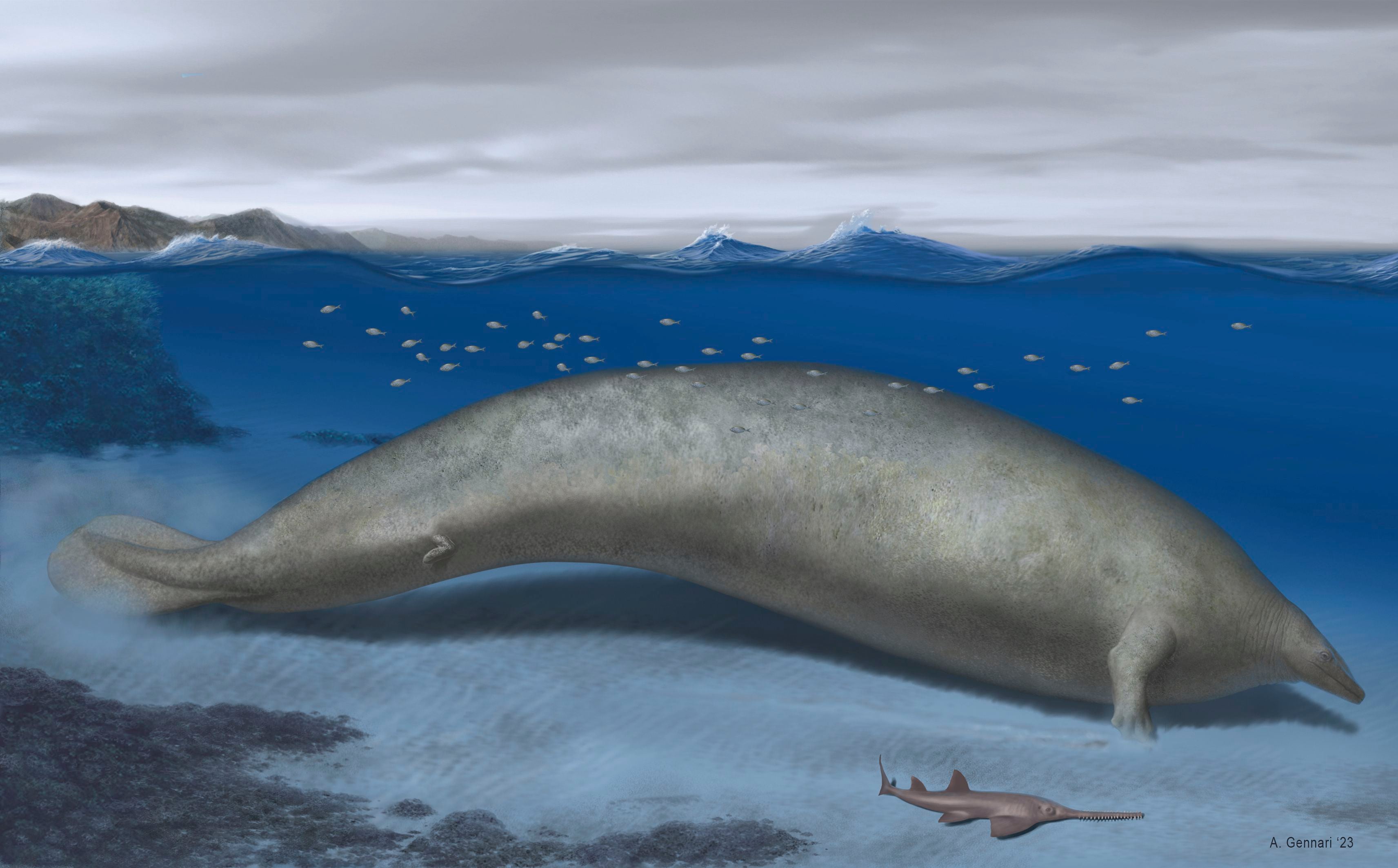 Questa illustrazione del 2023 dell'artista Alberti Gennari mostra la ricostruzione del colosso di Perocetus nel suo habitat costiero con un corpo alto 20 metri.  (Alberto Gennari/Natura via AP)