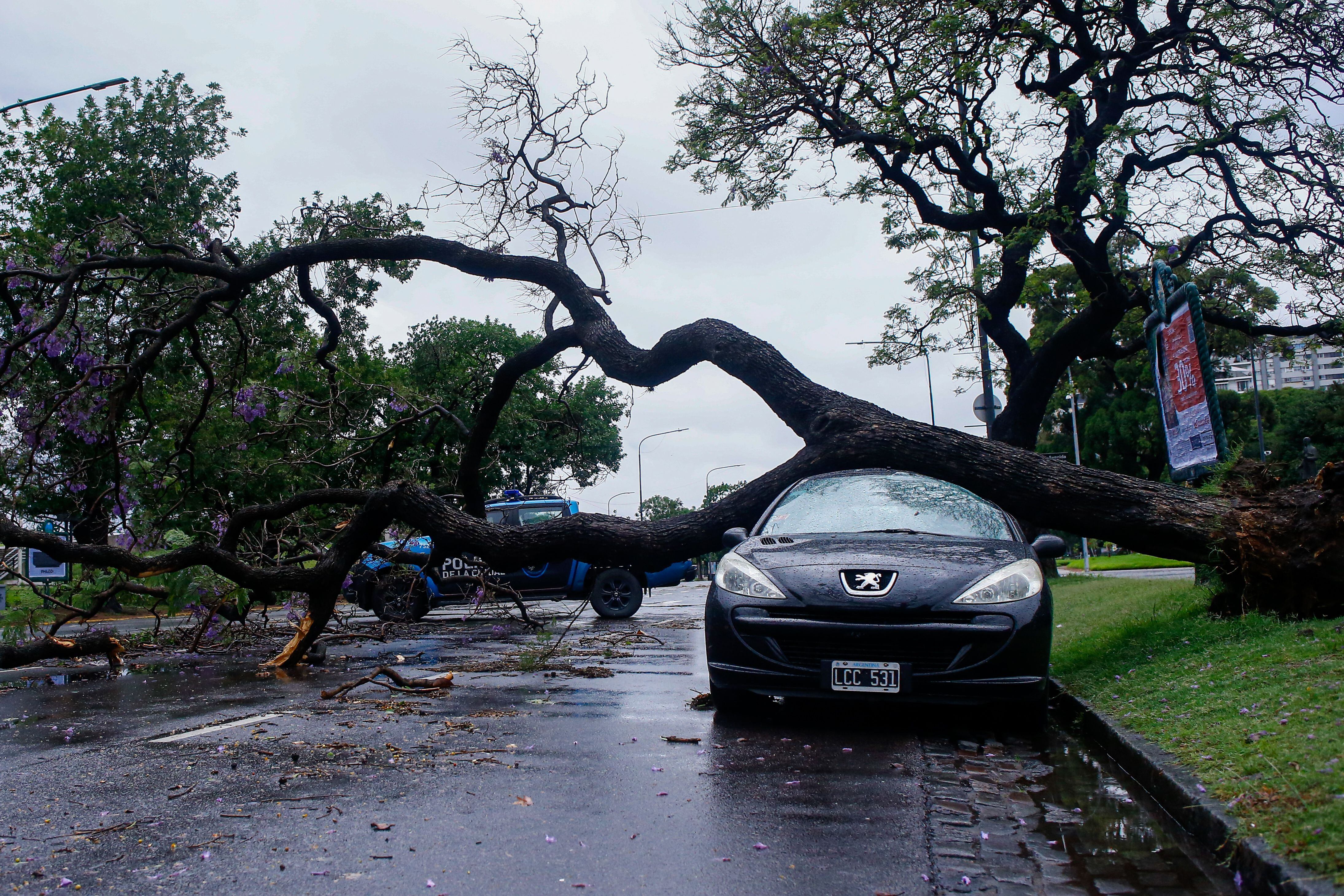 Fotografía de un árbol que cayó sobre un vehículo debido a un temporal hoy, en Buenos Aires (Argentina). EFE/ Luciano González
