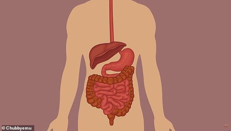 La salsa de soya en el estómago de CG comenzó a chupar el agua de sus músculos y órganos y se dirigió hacia su estómago. (Foto: youtube/Chubbyemu)