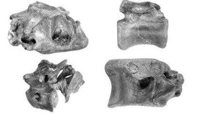 Los cuatro huesos hallados del nuevo dinosaurio Vectaerovenator inopinatus