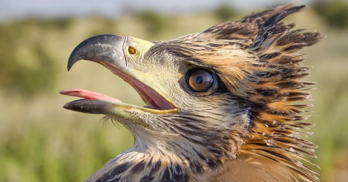 El águila que llora está en peligro: el 70% de sus crías no llega a la  adultez - Infobae