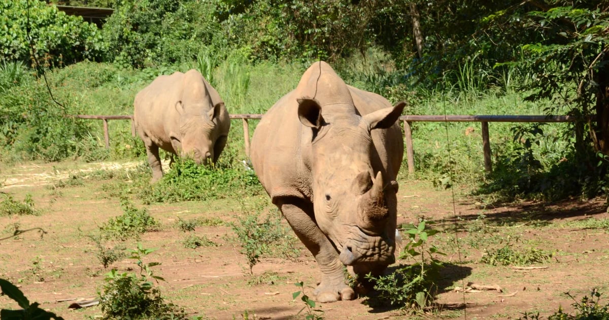A project to release more than 2,000 white rhinos in South Africa