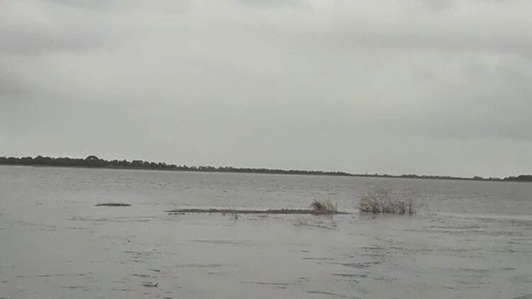 “El cultivo más afectado en la zona anegada es el algodón”.