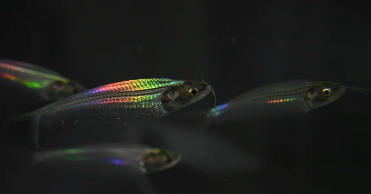 The secrets of the ghost catfish, the small transparent fish that shines like a rainbow