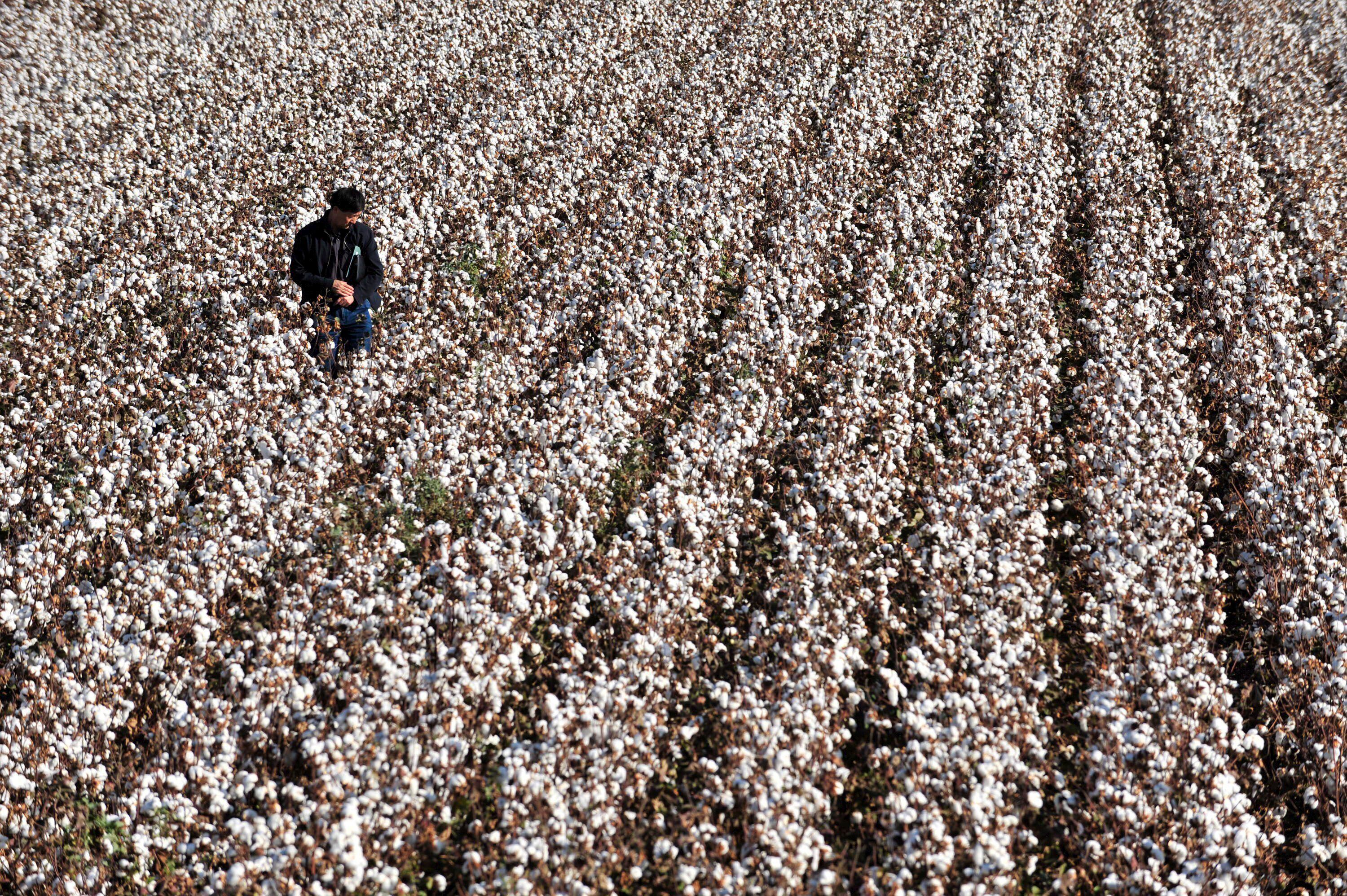 La crisis del algodón afecta las economías del noreste argentino EFE/ZHOU CHAO/Archivo
