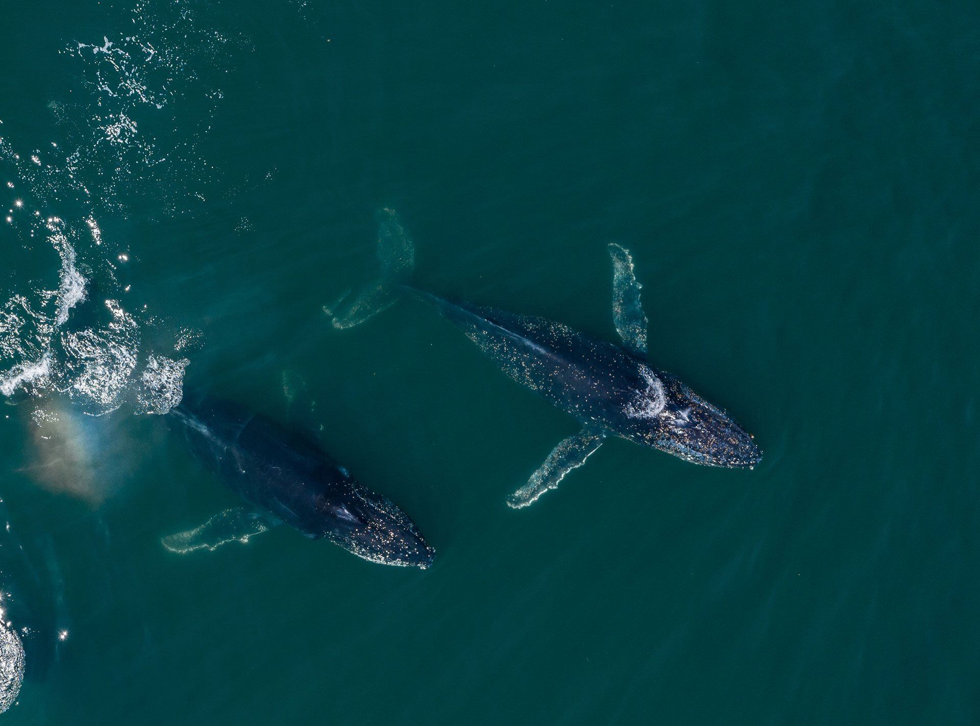 Ballena jorobada en Patagonia Azul credito Maike Friedrich - Rewilding Argentina