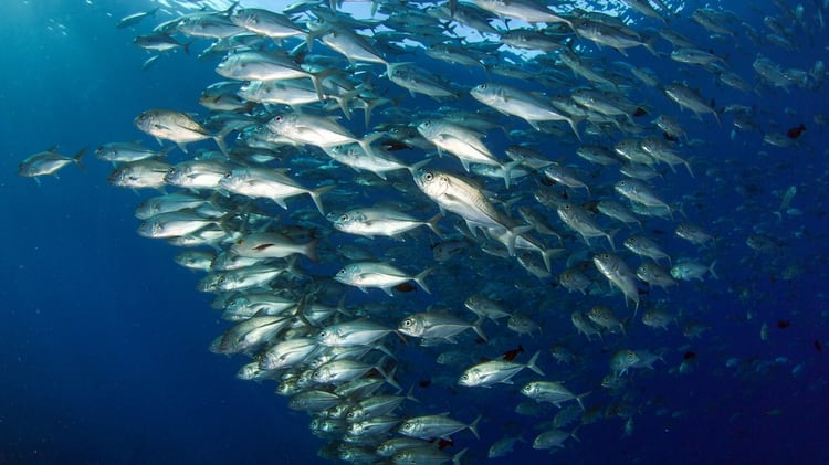 Y aunque su concentración no entrañaría riesgo para el consumo humano, pone una señal de alerta sobre su posible impacto en la biota acuática