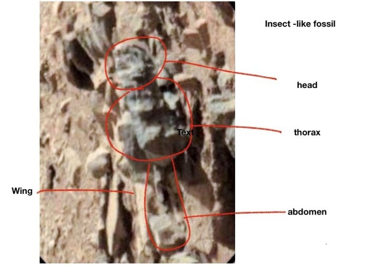 Una de la fotografías donde Romoser identificó una forma de vida similar a la de un insecto terrestre (Foto: Especial)