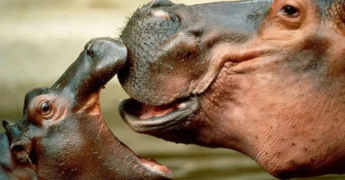 International Hippo Day: 4 Facts You Didn’t Know About One Of The World’s Largest Animals