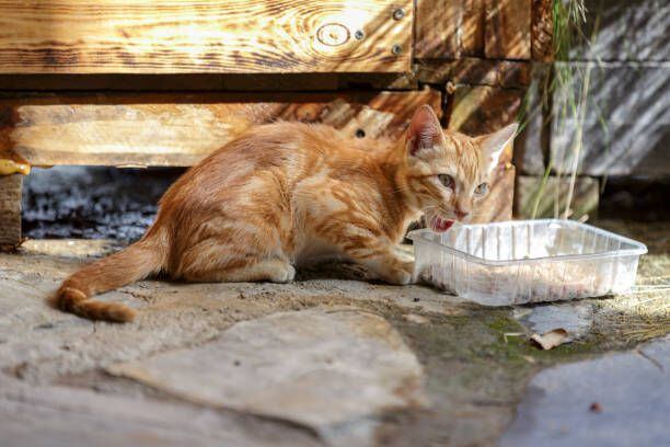 Preocupación entre los habitantes del barrio Capri en Cali por envenenamiento colectivo de gatos callejeros.
Imagen de referencia: iStock