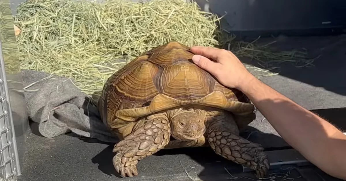 Frank the Tank, Canada’s Largest Turtle Looking for a Home for the Next 100 Years