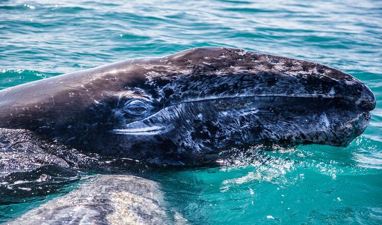 A las costas del mar de Cortés arriba la ballena gris con el fin de reproducirse. (Foto: Semarnat)