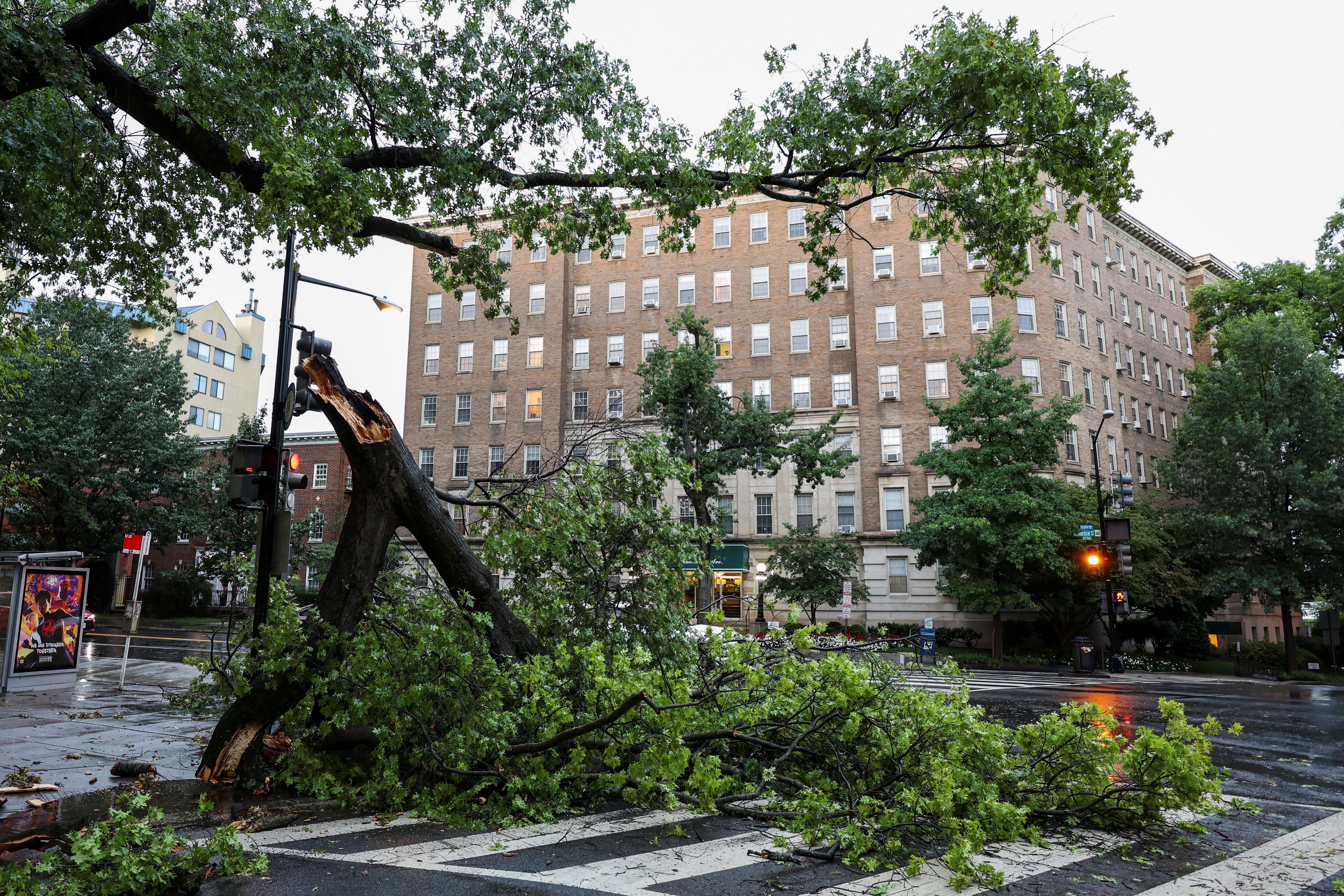 Una vista de un árbol caído durante una tormenta, en Washington, D.C, EE. UU. 7 de agosto de 2023. Phillip Baumgart/via REUTERS