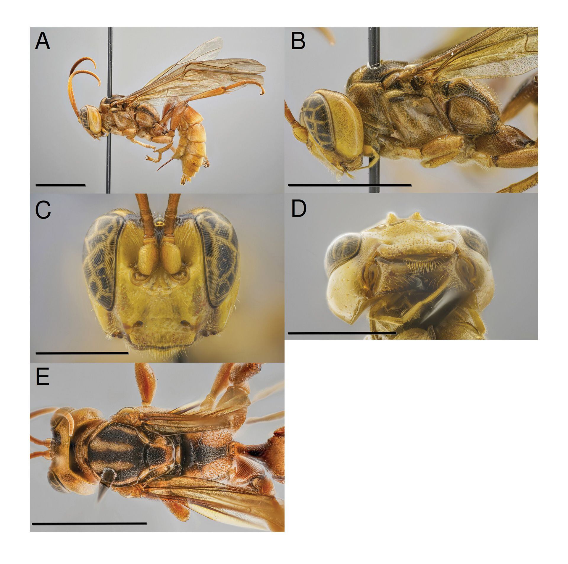 Capitojoppa amazonica, el nombre de la nueva avispa, refleja su cabeza bulbosa y su similitud con otras especies. Aquí, una imagen proporcionada en el análisis del estudio (Kari Kaunisto)
