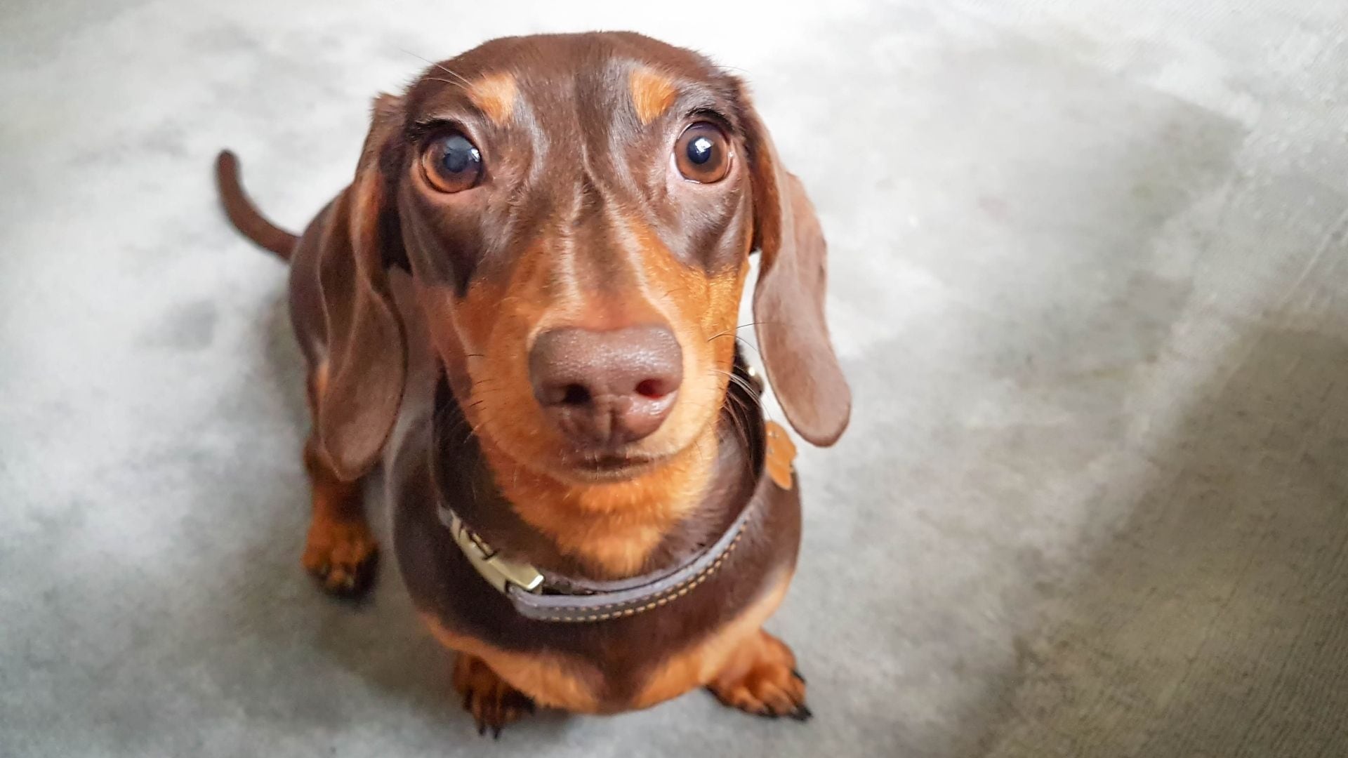La traqueobronquitis infecciosa canina o “tos de las perreras” es una enfermedad respiratoria muy común que puede afectar a los perros
Getty