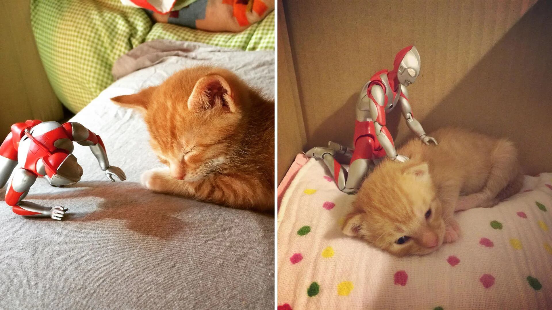 El juguete que cambió todo: cómo un muñeco se convirtió en el “enfermero” de un gato rescatado