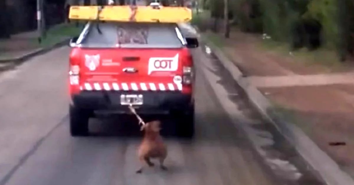 Mala fe Presunto como eso Tigre: municipales ataron a un perro a una camioneta y lo arrastraron por  el asfalto - Infobae