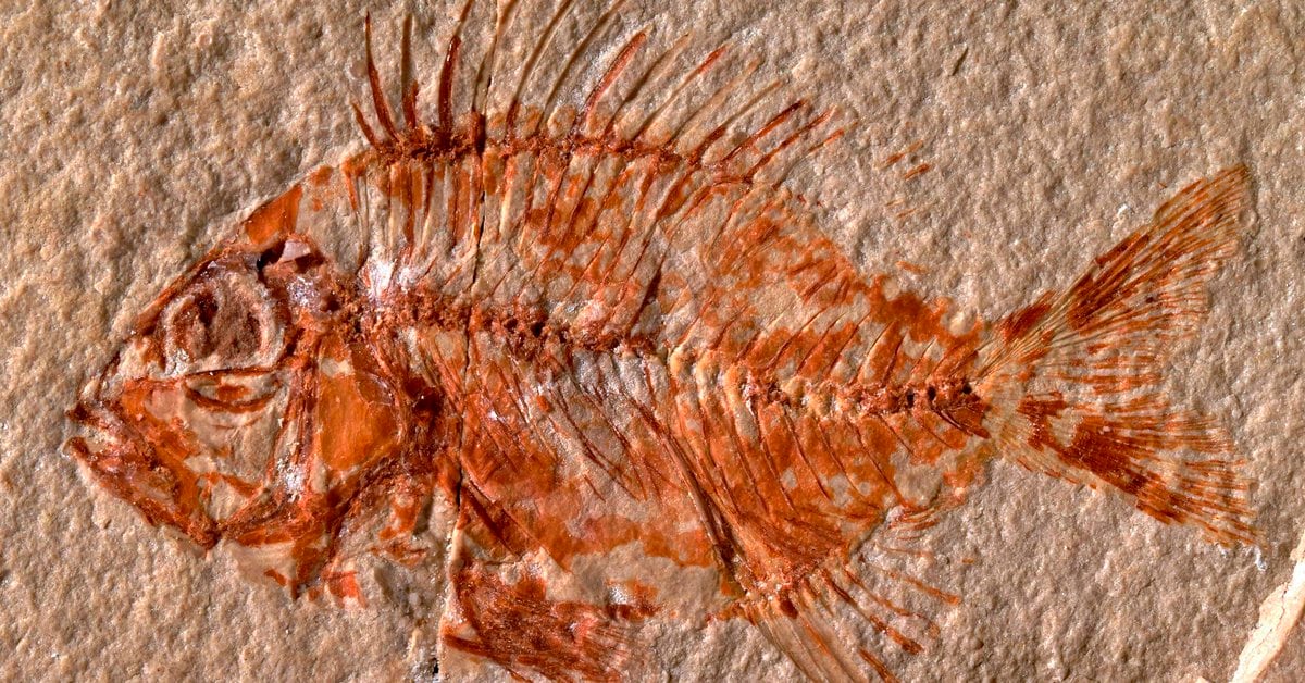 A new species of fish found in Mexico that lived 95 million years ago