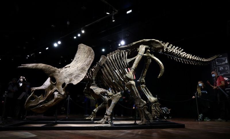 La reconstrucción del Triceratops fue uno de los resultados más importantes de la Guerra de los Huesos. (REUTERS/Sarah Meyssonnier).