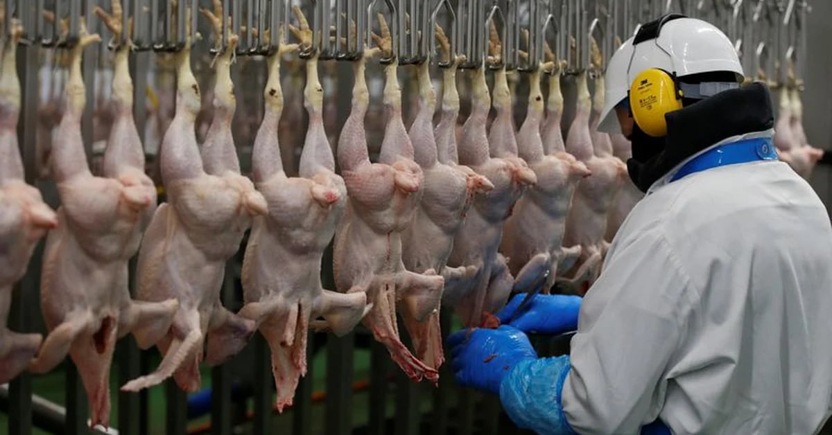 They confirmed the first case of bird flu in poultry and the government suspended exports