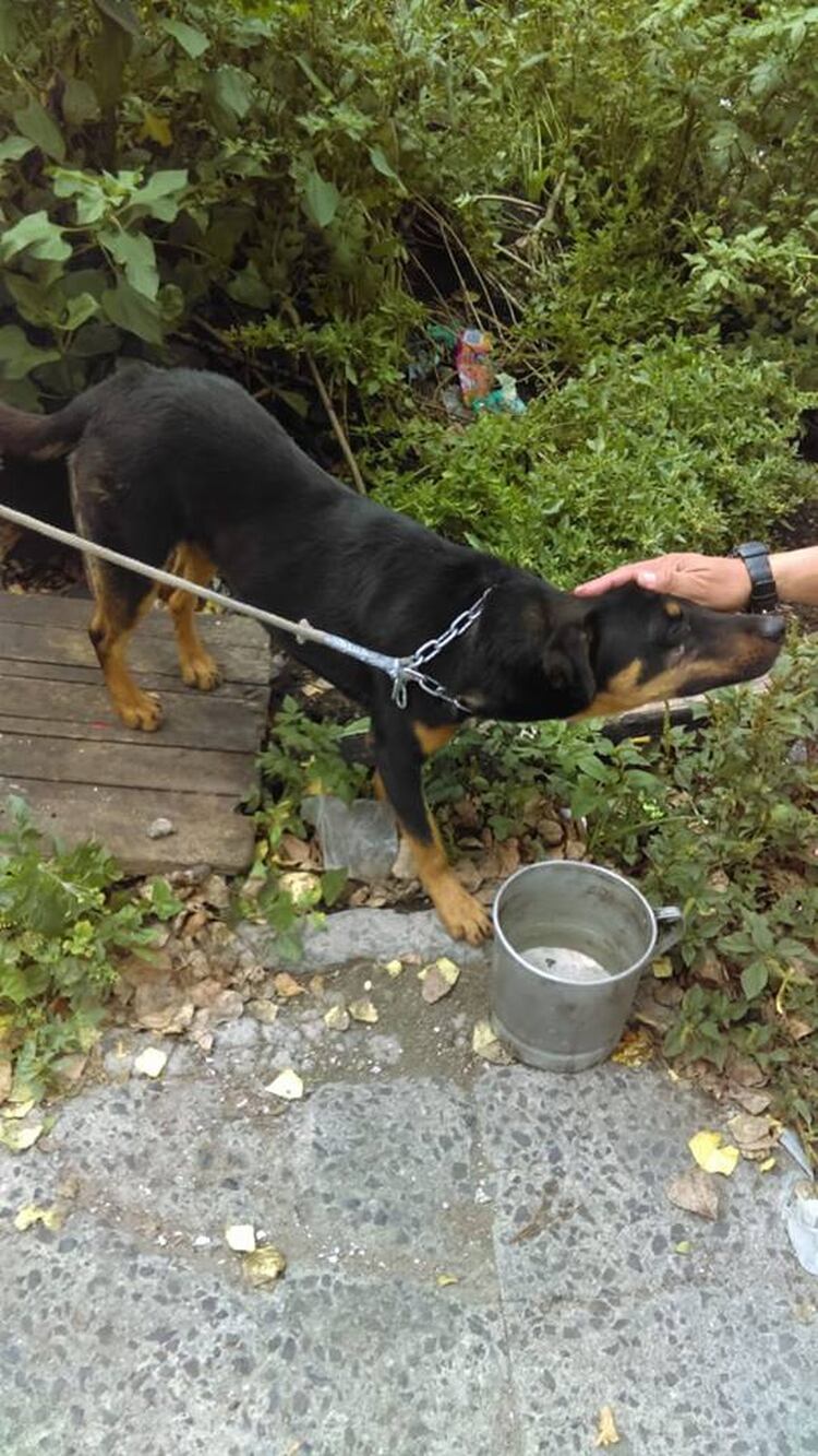 El can había sido abandonado en un terreno baldío y atado para que muriera de hambre (Foto: Facebook)