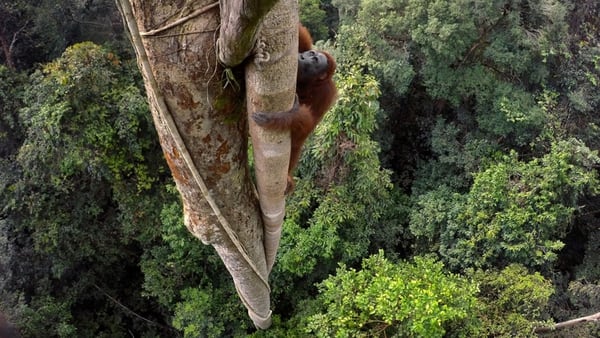 Un orangután trepa a un altísimo árbol en el Parque Nacional Gunung Palung, en Borneo, Indonesia. Foto tomada por Tim Laman en 2015 (National Geographic)