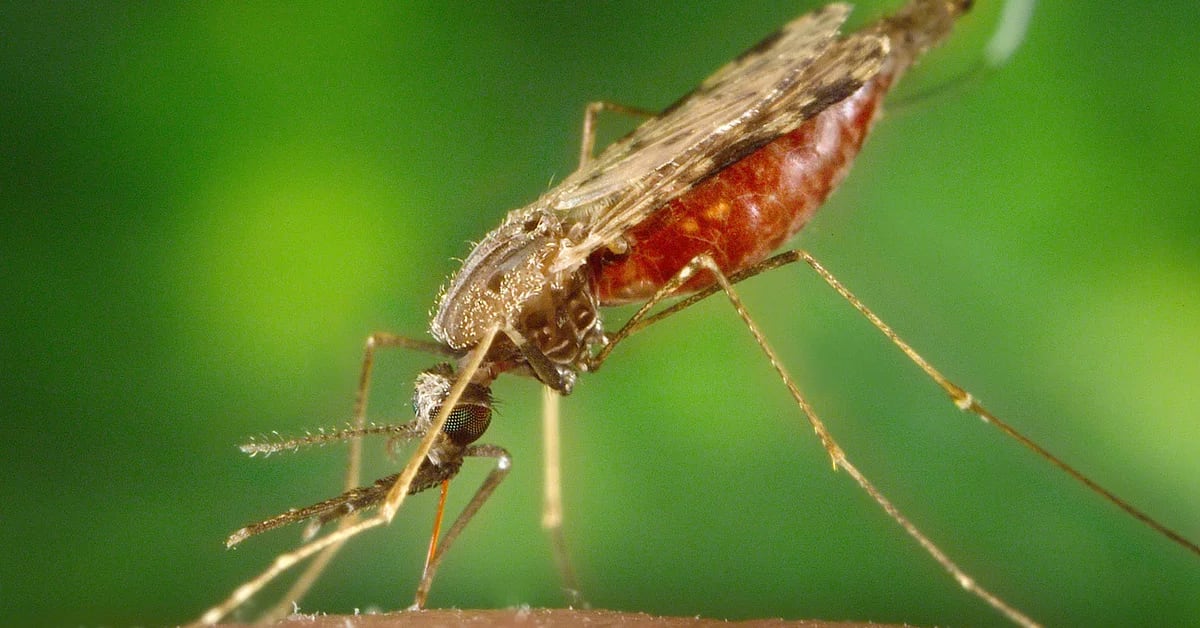 Due to climate change, mosquitoes that transmit malaria are spreading to other regions