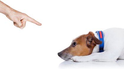 Los perros son animales muy inteligentes pero tienen dificultad para diferenciar palabras que suenan parecido (Shutterstock)
