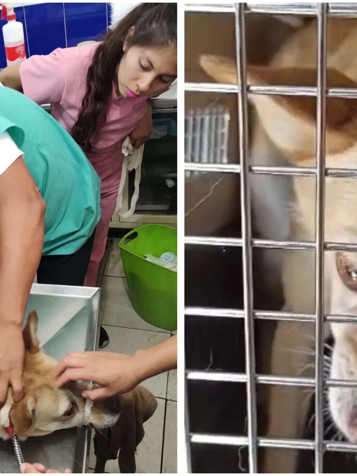Perro rescata a un canguro bebé que sufrió accidente vehicular (FOTOS), MISCELANEA