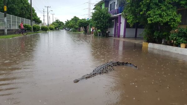 Cocodrilos aparecieron en las calles inundadas de Lázaro Cárdenas.