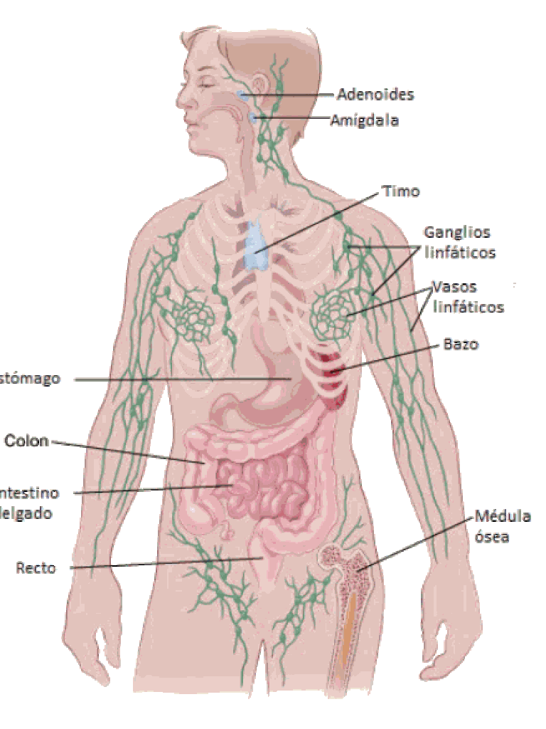 Sistema linfático humano 