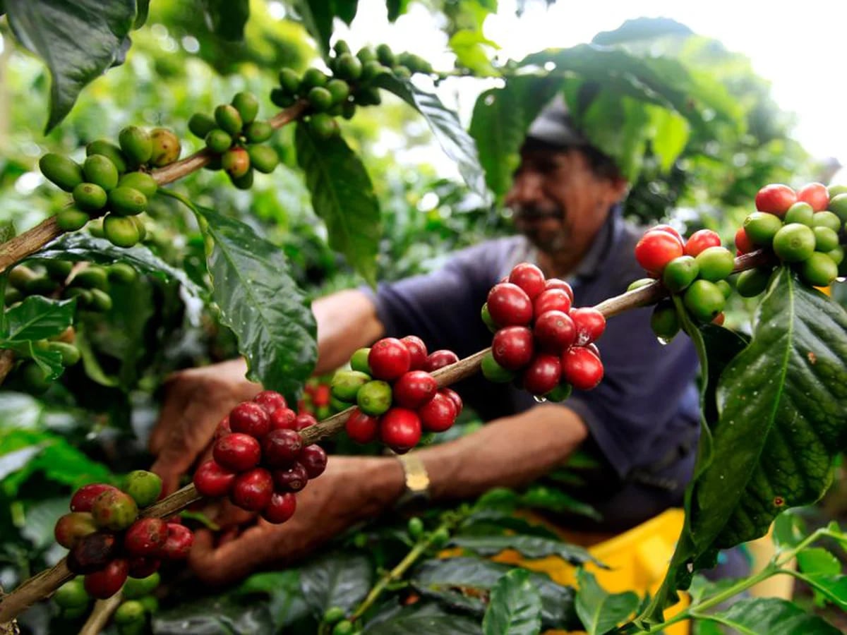 Dónde disfrutar de las mejores panorámicas de cafetales en Colombia - Infobae