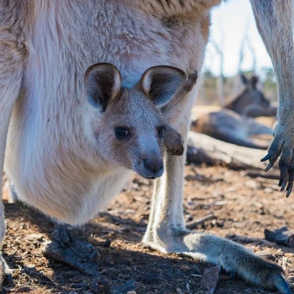Khya, la canguro bebé criada por humanos en México