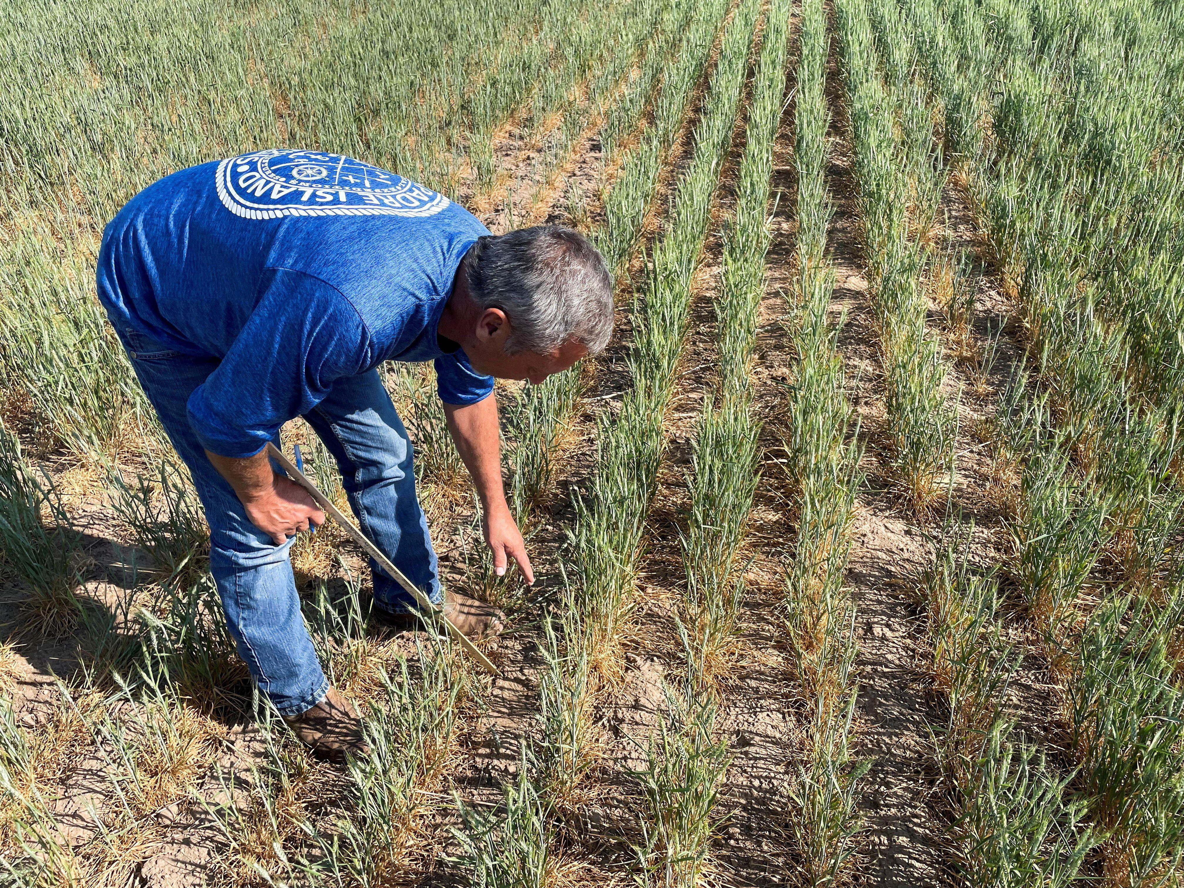 Imágenes de la sequía en un campo de trigo en EEUU
REUTERS/Julie Ingwersen/File Photo