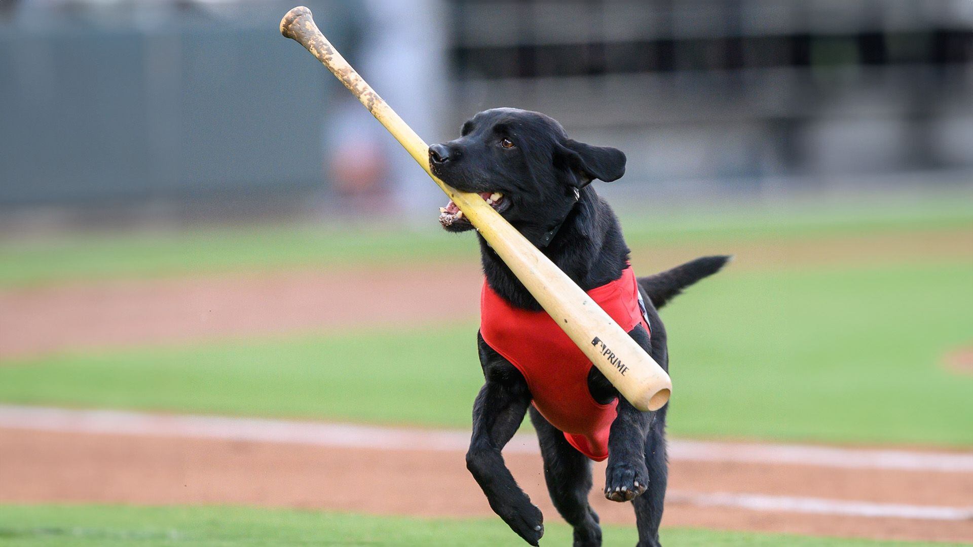 Finn the batdog, perros, razas de perros, perros recoge bates, animales, mascotas, noticias de animales, noticias de mascotas, ligas menores, MLB, beisbol