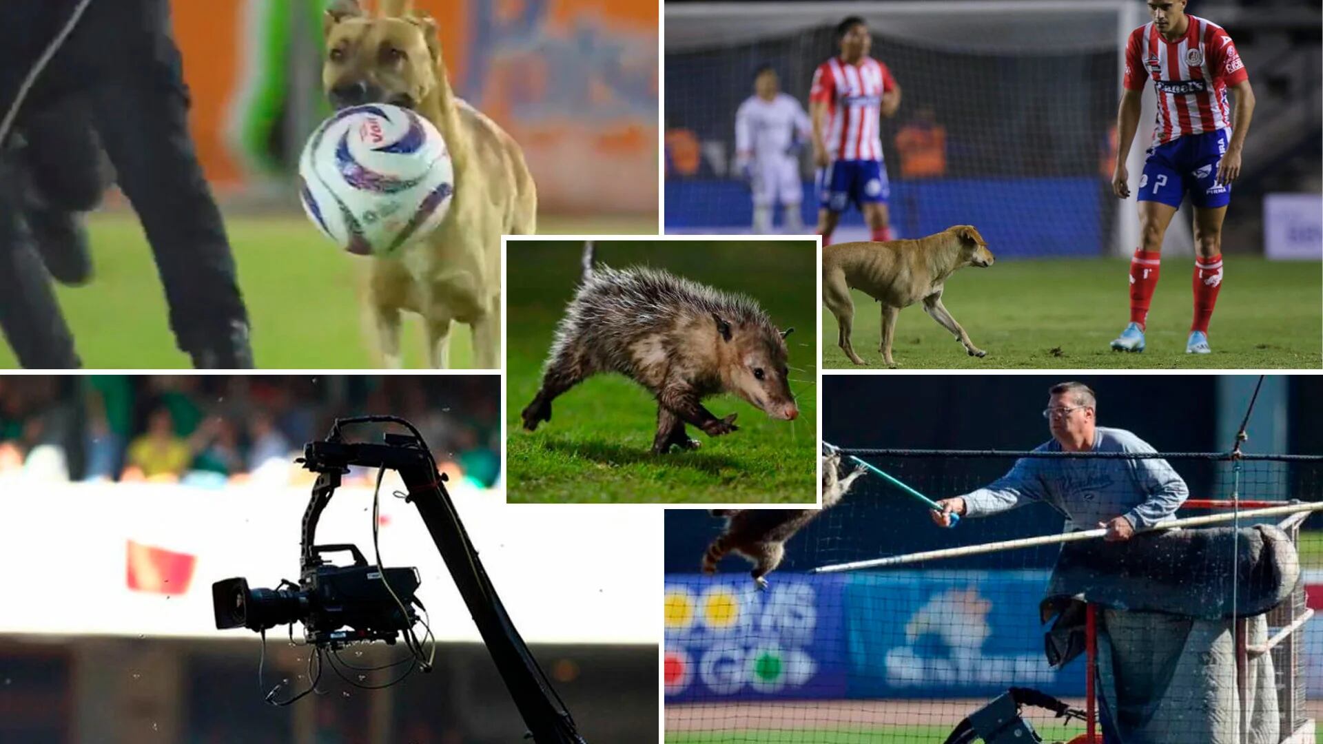 Diferente tipo de animales han invadido las canchas de los estadios en el futbol mexicano.

Foto: Jovani Pérez