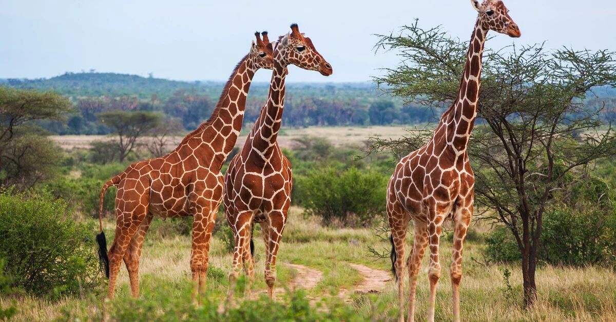 Hanno rivelato perché le giraffe hanno sviluppato un collo così lungo