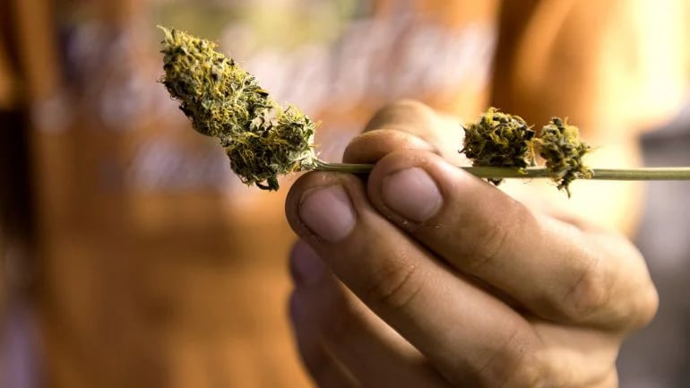La marihuana en Uruguay se venderá en farmacias (AP)