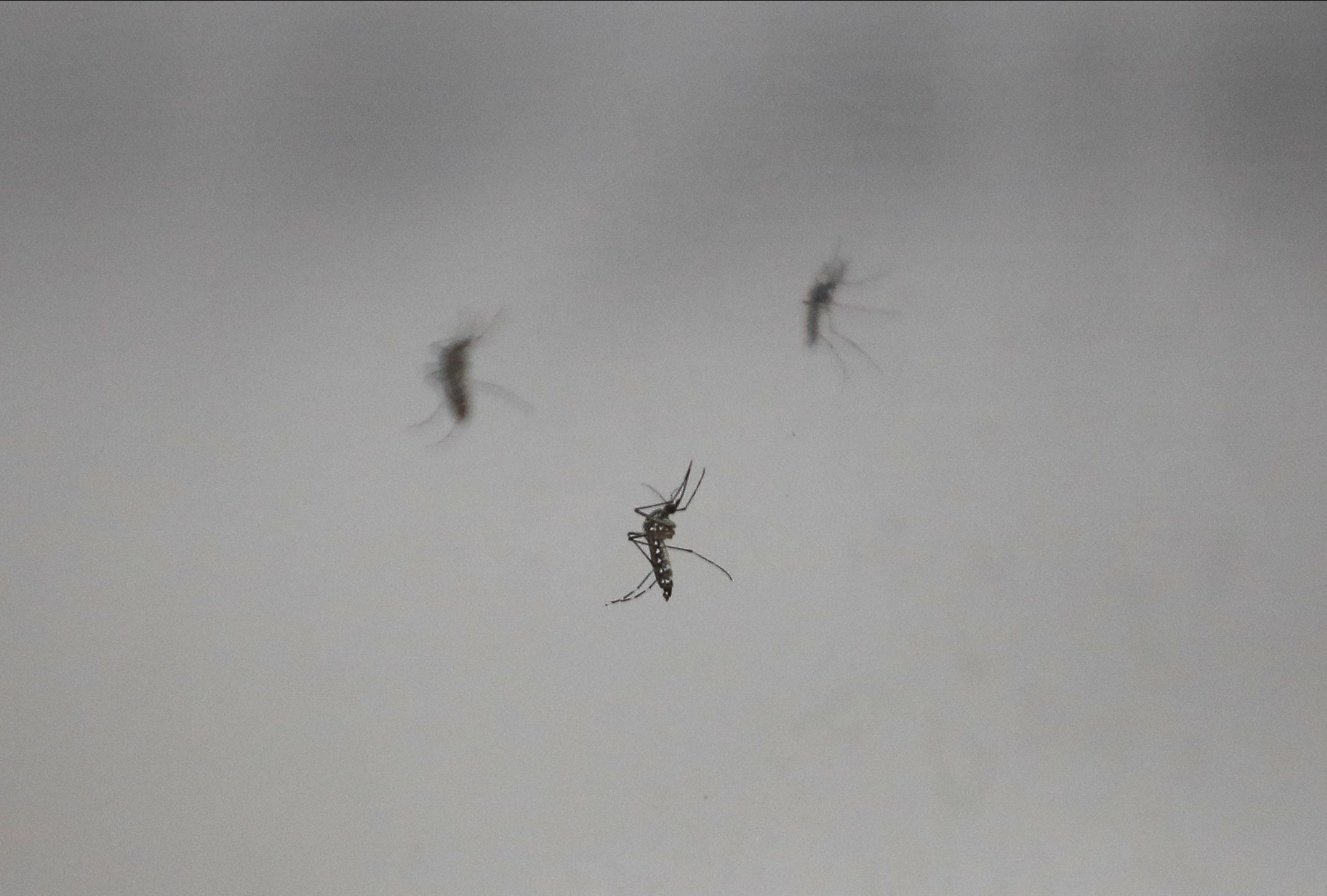 Además del uso de repelente, una de las principales medidas de prevención ante el dengue es la eliminación de ciraderos de mosquitos /REUTERS/Agustin Marcarian