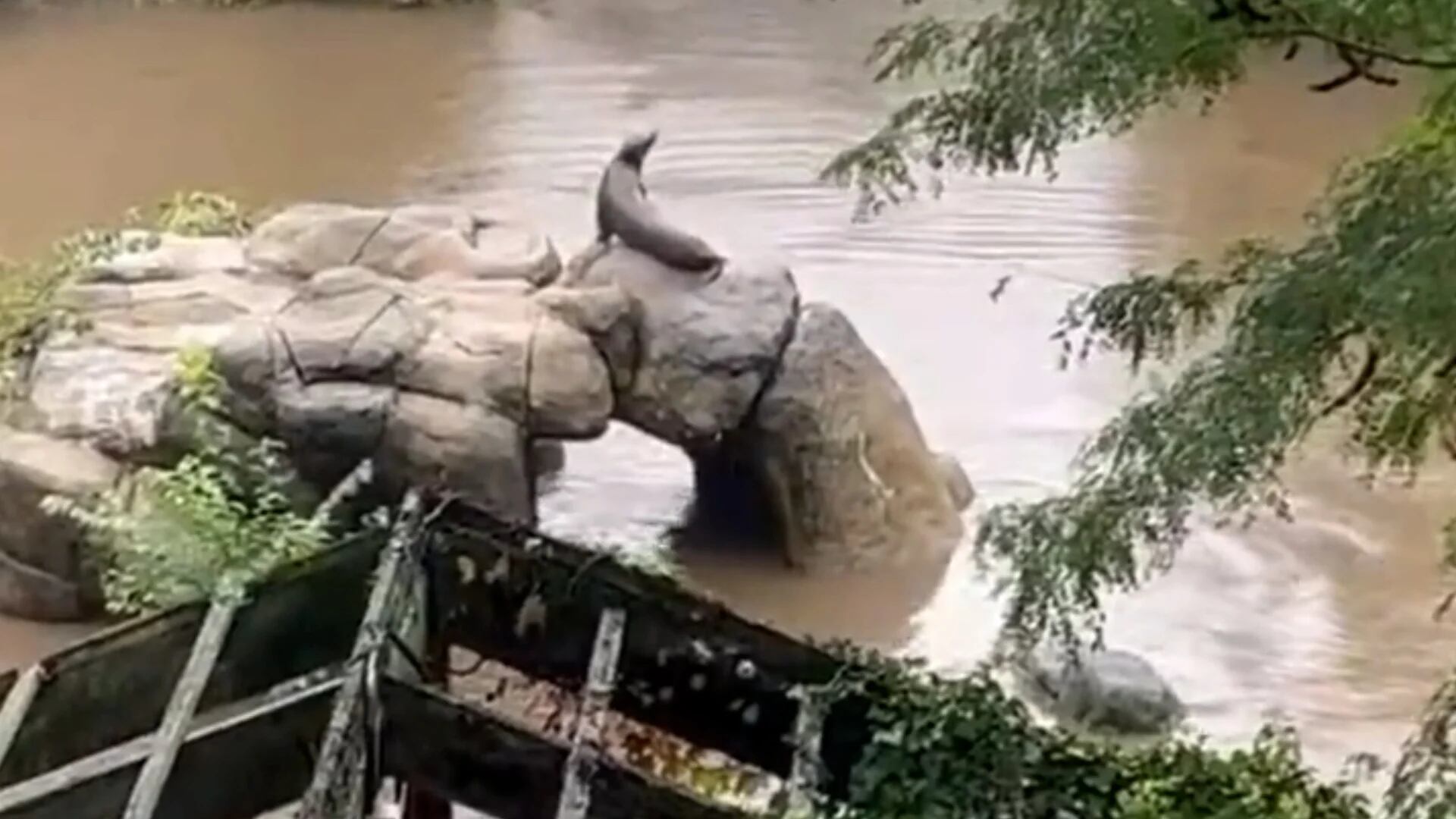 Una loba marina se escapó del zoológico de Nueva York durante las inundaciones