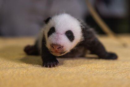 cachorro panda (National Zoo/Smithsonian Institution)