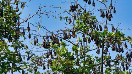 Los murciélagos son reservorios naturales de varios virus que pueden ser transmitidos a humanos (Shutterstock)