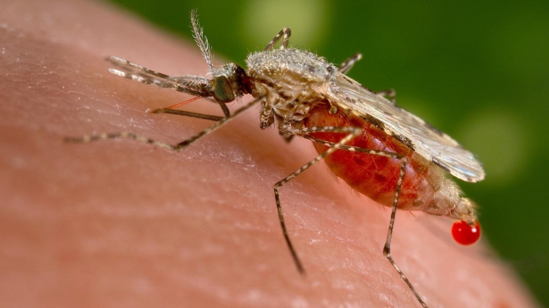 La mujer portadora de malaria ha recibido tratamiento y se reporta saludable en Coahuila. (SOCIEDAD ESPAÑA EUROPA MADRID SALUD JIM GATHANY / CDC)