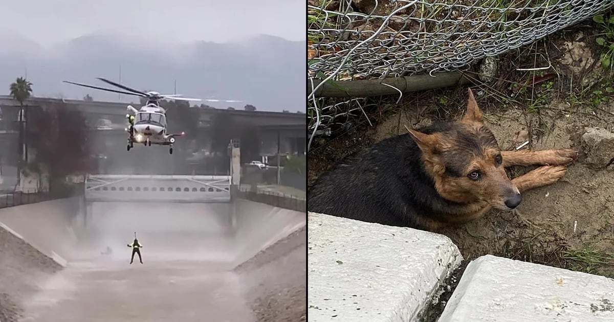 The owner's emotional accomplishment of rescuing his loyal dog ended up mobilizing the fire department