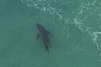 Ataque de tiburón en Australia