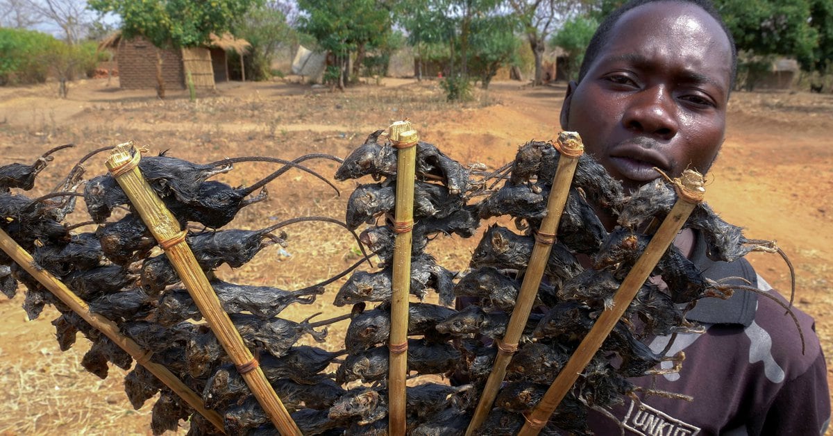 Photo of Comer brochetas de rata para evitar el hambre en la pandemia de Malawi: «Es una valiosa fuente de proteínas»