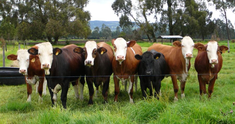 La carne de bovinos es una de las consumidas en Colombia - crédito Ganadería Bovina de Colombia