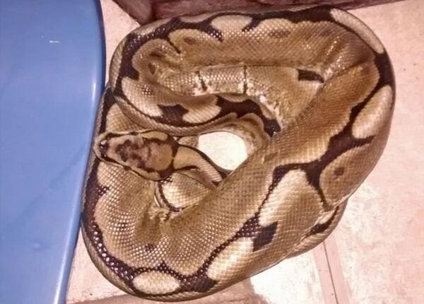 La serpiente encontrada en Kensington (RSCPA)