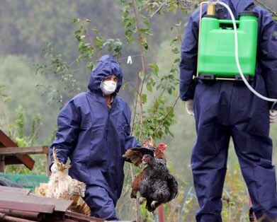 Millones de aves murieron desde 2020 que se inició el brote de influenza aviar