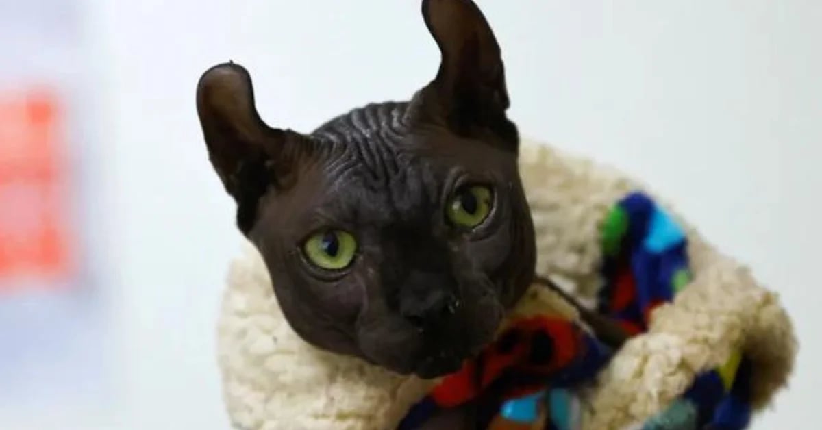 What it takes to adopt Mexico’s $2,000 ‘narco cat’